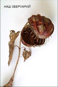 Александр "Papyrus" - Наш Зверуарий